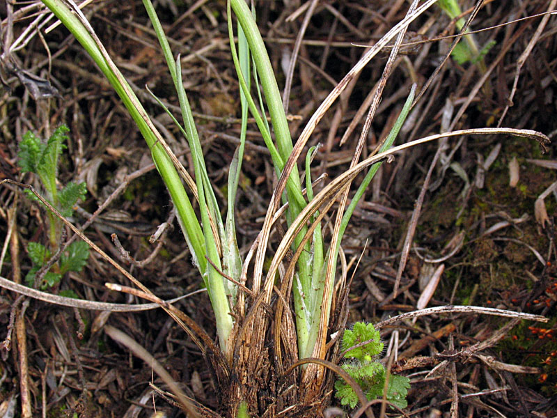 Scorzonera austriaca Willd. / Scorzonara barbuta